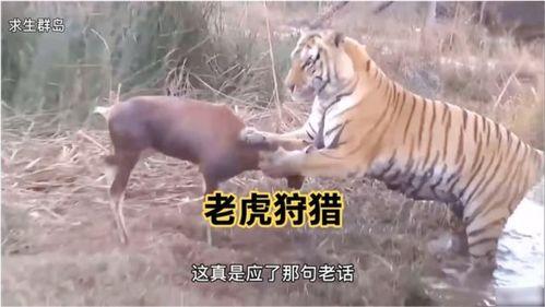 王老虎被爆料了吗视频在线观看,揭秘背后惊人真相 第1张 王老虎被爆料了吗视频在线观看,揭秘背后惊人真相 第1张